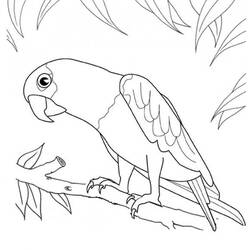 Disegno da colorare: Pappagallo (Animali) #179098 - Pagine da Colorare Stampabili Gratuite