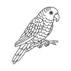 Disegno da colorare: Pappagallo (Animali) #217787 - Pagine da Colorare Stampabili Gratuite