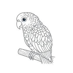 Disegno da colorare: Pappagallo (Animali) #217790 - Pagine da Colorare Stampabili Gratuite