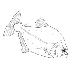 Disegno da colorare: Pescare (Animali) #17213 - Pagine da Colorare Stampabili Gratuite