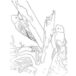 Disegno da colorare: Picchio (Animali) #16681 - Pagine da Colorare Stampabili Gratuite