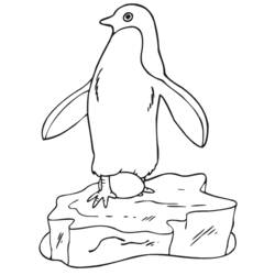 Disegno da colorare: Pinguino (Animali) #16864 - Pagine da Colorare Stampabili Gratuite