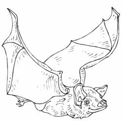 Disegno da colorare: Pipistrello (Animali) #2118 - Pagine da Colorare Stampabili Gratuite