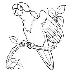 Disegno da colorare: Pollo (Animali) #17402 - Pagine da Colorare Stampabili Gratuite