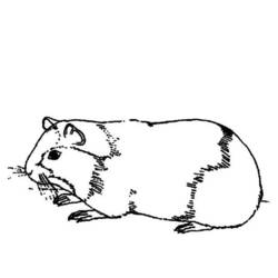 Disegno da colorare: porcellino d'India (Animali) #18486 - Pagine da Colorare Stampabili Gratuite
