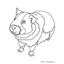 Disegno da colorare: porcellino d'India (Animali) #18493 - Pagine da Colorare Stampabili Gratuite