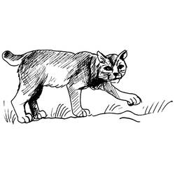 Disegno da colorare: Puma (Animali) #4421 - Pagine da Colorare Stampabili Gratuite