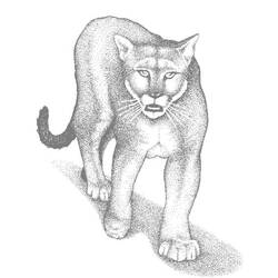 Disegno da colorare: Puma (Animali) #4444 - Pagine da Colorare Stampabili Gratuite