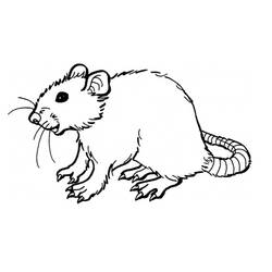 Disegno da colorare: Ratto (Animali) #15162 - Pagine da Colorare Stampabili Gratuite