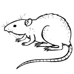 Disegno da colorare: Ratto (Animali) #15164 - Pagine da Colorare Stampabili Gratuite