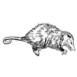 Disegno da colorare: Ratto (Animali) #15254 - Pagine da Colorare Stampabili Gratuite