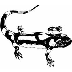 Disegno da colorare: Salamandra (Animali) #19889 - Pagine da Colorare Stampabili Gratuite