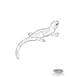 Disegno da colorare: Salamandra (Animali) #19901 - Pagine da Colorare Stampabili Gratuite