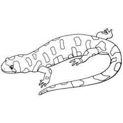 Disegno da colorare: Salamandra (Animali) #19902 - Pagine da Colorare Stampabili Gratuite