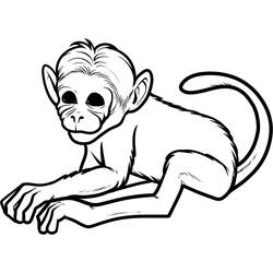 Disegno da colorare: Scimmia (Animali) #14142 - Pagine da Colorare Stampabili Gratuite