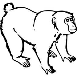 Disegno da colorare: Scimmia (Animali) #14173 - Pagine da Colorare Stampabili Gratuite