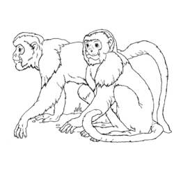 Disegno da colorare: Scimmia (Animali) #14177 - Pagine da Colorare Stampabili Gratuite