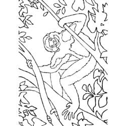 Disegno da colorare: Scimmia (Animali) #14185 - Pagine da Colorare Stampabili Gratuite