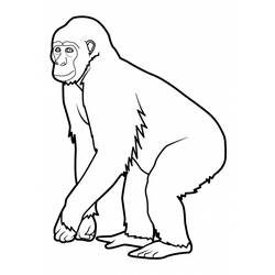 Disegno da colorare: Scimmia (Animali) #14196 - Pagine da Colorare Stampabili Gratuite
