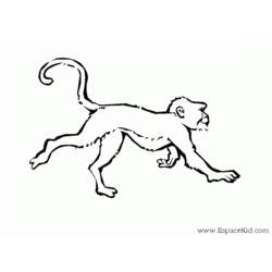 Disegno da colorare: Scimmia (Animali) #14214 - Pagine da Colorare Stampabili Gratuite