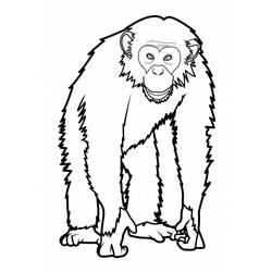 Disegno da colorare: Scimmia (Animali) #14220 - Pagine da Colorare Stampabili Gratuite