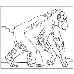 Disegno da colorare: Scimmia (Animali) #14227 - Pagine da Colorare Stampabili Gratuite