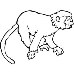 Disegno da colorare: Scimmia (Animali) #14241 - Pagine da Colorare Stampabili Gratuite