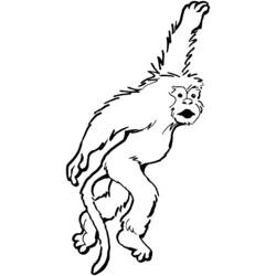 Disegno da colorare: Scimmia (Animali) #14243 - Pagine da Colorare Stampabili Gratuite