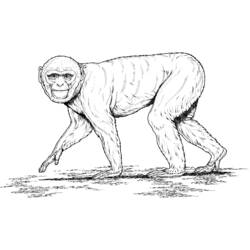 Disegno da colorare: Scimmia (Animali) #14269 - Pagine da Colorare Stampabili Gratuite