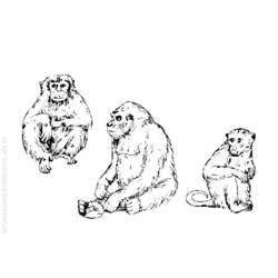 Disegno da colorare: Scimmia (Animali) #14289 - Pagine da Colorare Stampabili Gratuite
