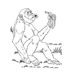 Disegno da colorare: Scimmia (Animali) #14302 - Pagine da Colorare Stampabili Gratuite