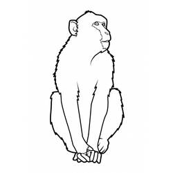 Disegno da colorare: Scimmia (Animali) #14323 - Pagine da Colorare Stampabili Gratuite