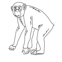 Disegno da colorare: Scimpanzé (Animali) #2767 - Pagine da Colorare Stampabili Gratuite