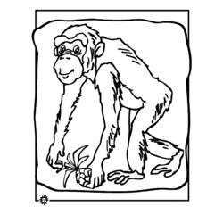 Disegno da colorare: Scimpanzé (Animali) #2798 - Pagine da Colorare Stampabili Gratuite