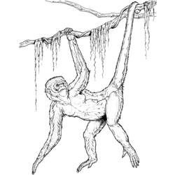 Disegno da colorare: Scimpanzé (Animali) #2861 - Pagine da Colorare Stampabili Gratuite