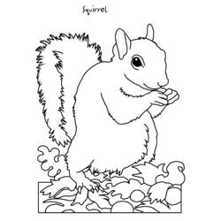 Disegno da colorare: Scoiattolo (Animali) #6203 - Pagine da Colorare Stampabili Gratuite