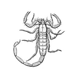 Disegno da colorare: Scorpione (Animali) #14543 - Pagine da Colorare Stampabili Gratuite