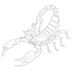 Disegno da colorare: Scorpione (Animali) #14624 - Pagine da Colorare Stampabili Gratuite