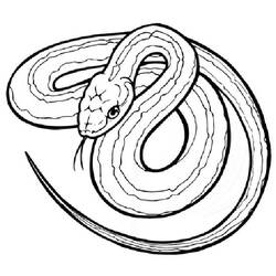 Disegno da colorare: Serpente (Animali) #14361 - Pagine da Colorare Stampabili Gratuite