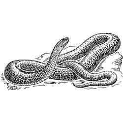 Disegno da colorare: Serpente (Animali) #14378 - Pagine da Colorare Stampabili Gratuite