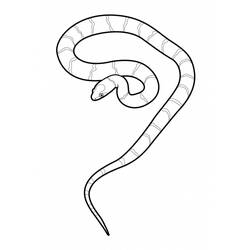 Disegno da colorare: Serpente (Animali) #14410 - Pagine da Colorare Stampabili Gratuite