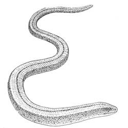 Disegno da colorare: Serpente (Animali) #14468 - Pagine da Colorare Stampabili Gratuite