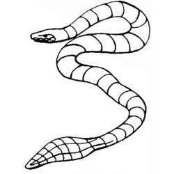 Disegno da colorare: Serpente (Animali) #14512 - Pagine da Colorare Stampabili Gratuite
