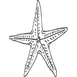 Disegno da colorare: Stella marina (Animali) #6763 - Pagine da Colorare Stampabili Gratuite