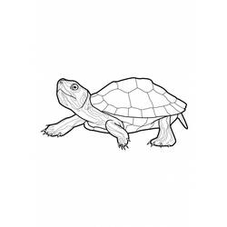 Disegno da colorare: Tartaruga (Animali) #13420 - Pagine da Colorare Stampabili Gratuite
