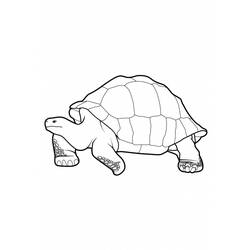 Disegno da colorare: Tartaruga (Animali) #13424 - Pagine da Colorare Stampabili Gratuite
