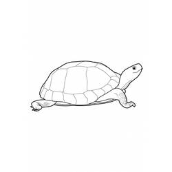 Disegno da colorare: Tartaruga (Animali) #13435 - Pagine da Colorare Stampabili Gratuite