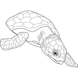 Disegno da colorare: Tartaruga (Animali) #13473 - Pagine da Colorare Stampabili Gratuite