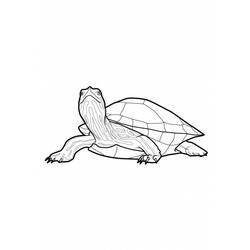 Disegno da colorare: Tartaruga (Animali) #13550 - Pagine da Colorare Stampabili Gratuite