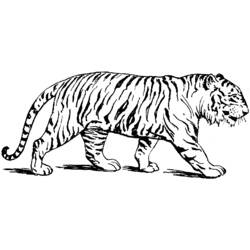Disegno da colorare: Tigre (Animali) #13588 - Pagine da Colorare Stampabili Gratuite